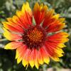 Image of Coneflower