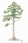 Image of Pine Tree