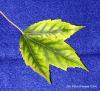 Image of Iron Chlorosis